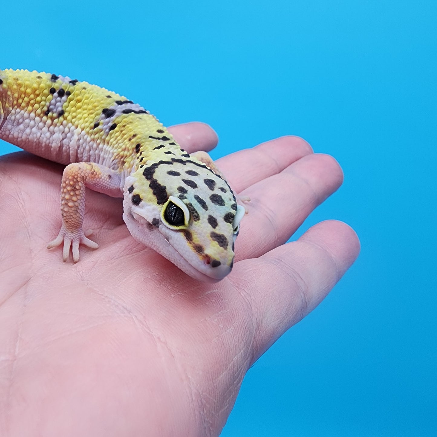 Female 100% het Cipher