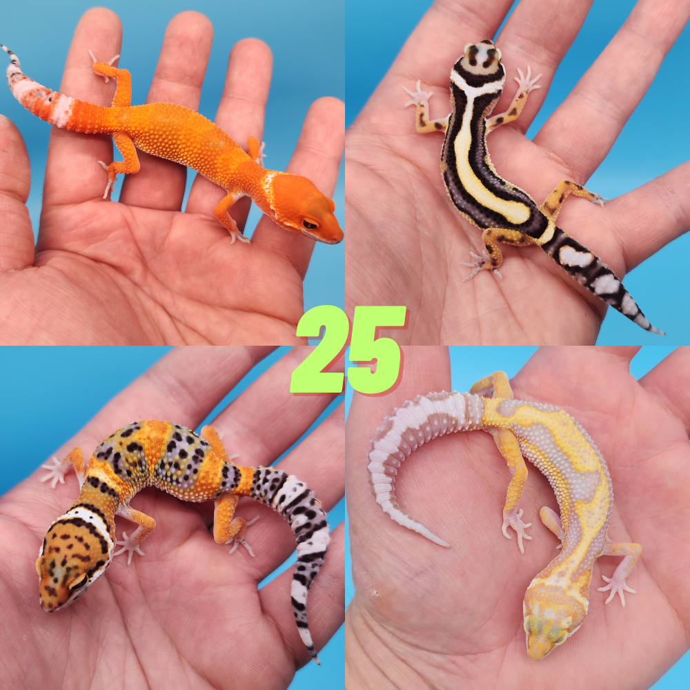 25 Assorted Leopard Geckos