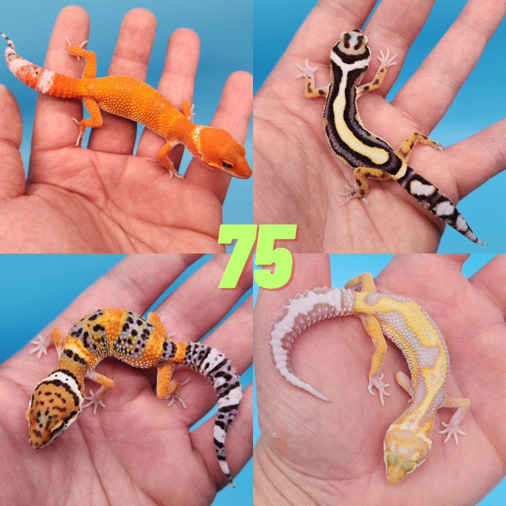 75 Assorted Leopard Geckos