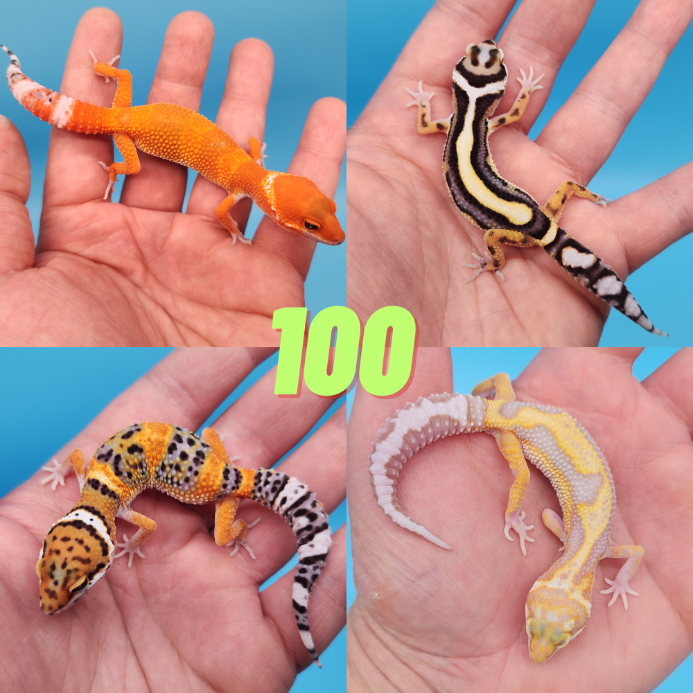 100 Assorted Leopard Geckos