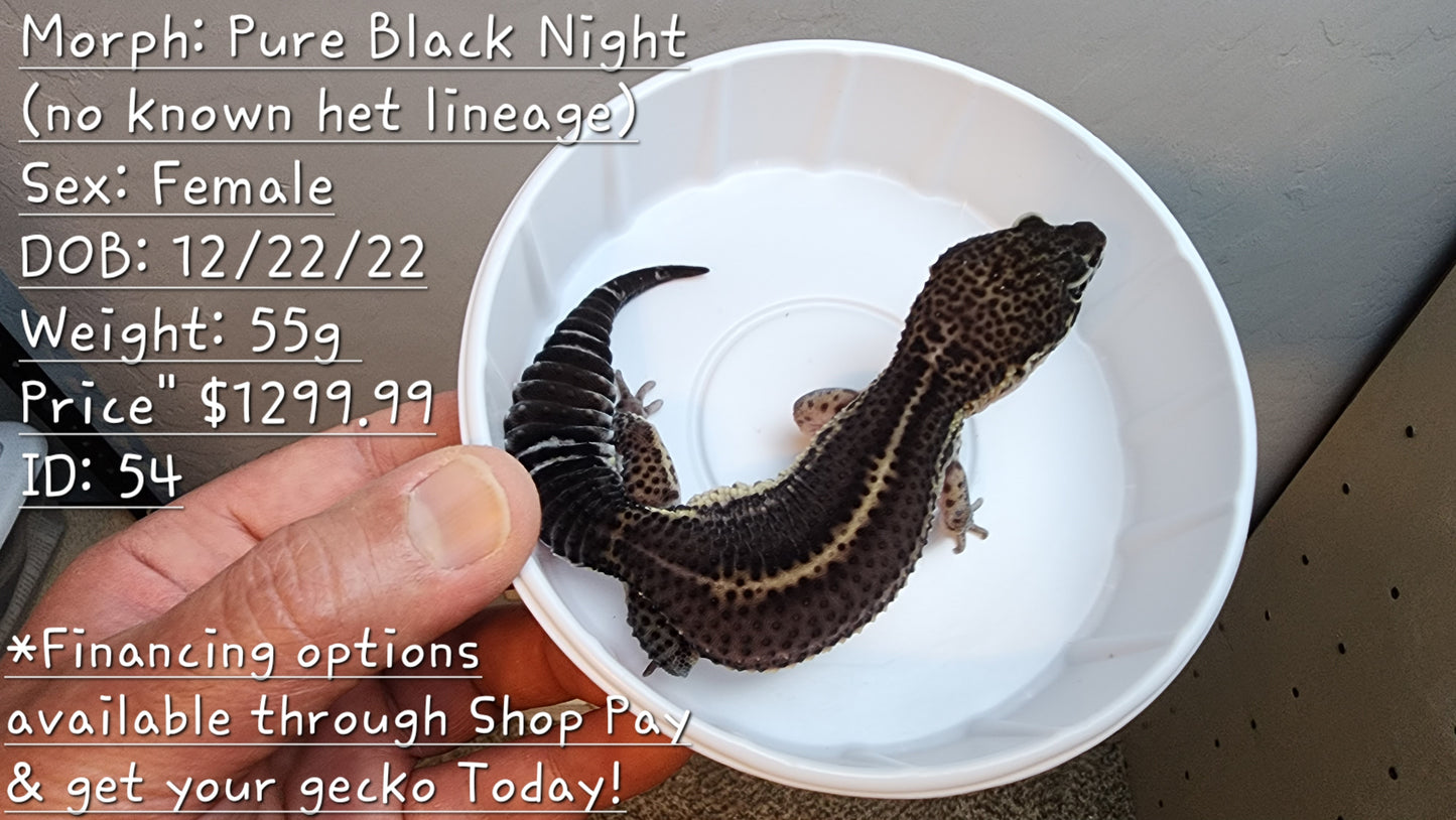 Pure Black Night (no known het lineage)