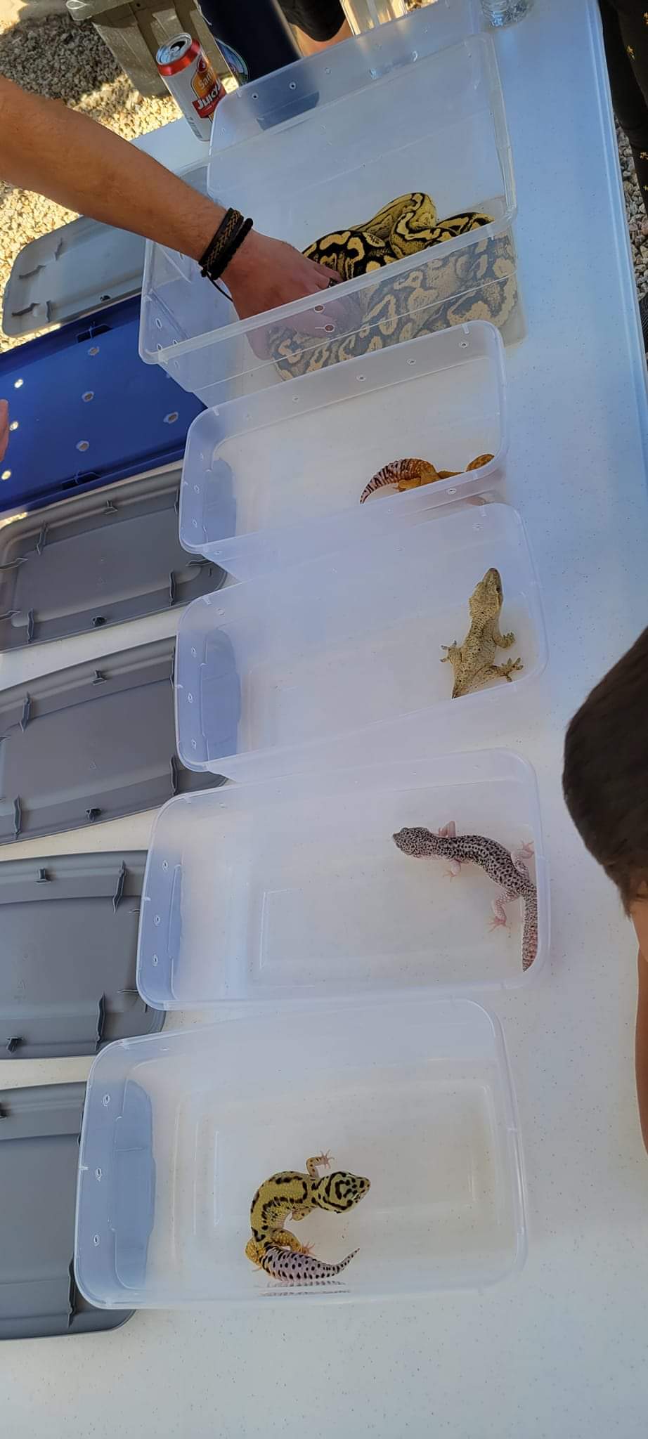 Reptile Parties & Events - Arizona