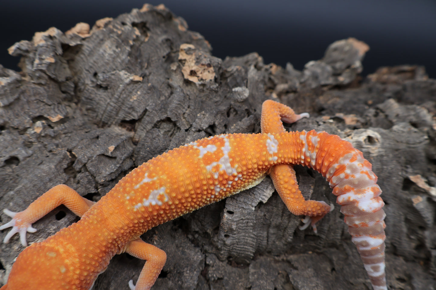 Male Mandarin Inferno Tremper Albino