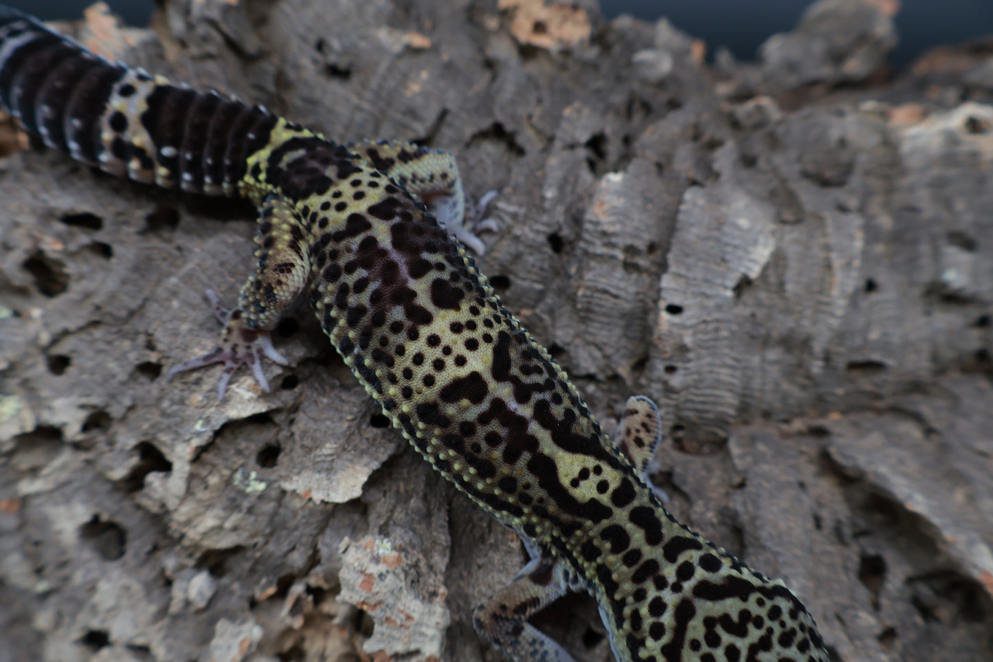 Male 75% Black Night 12.5% Afghanicus 12.5% Turcmenicus (C-Tier)(rounded tail tip)