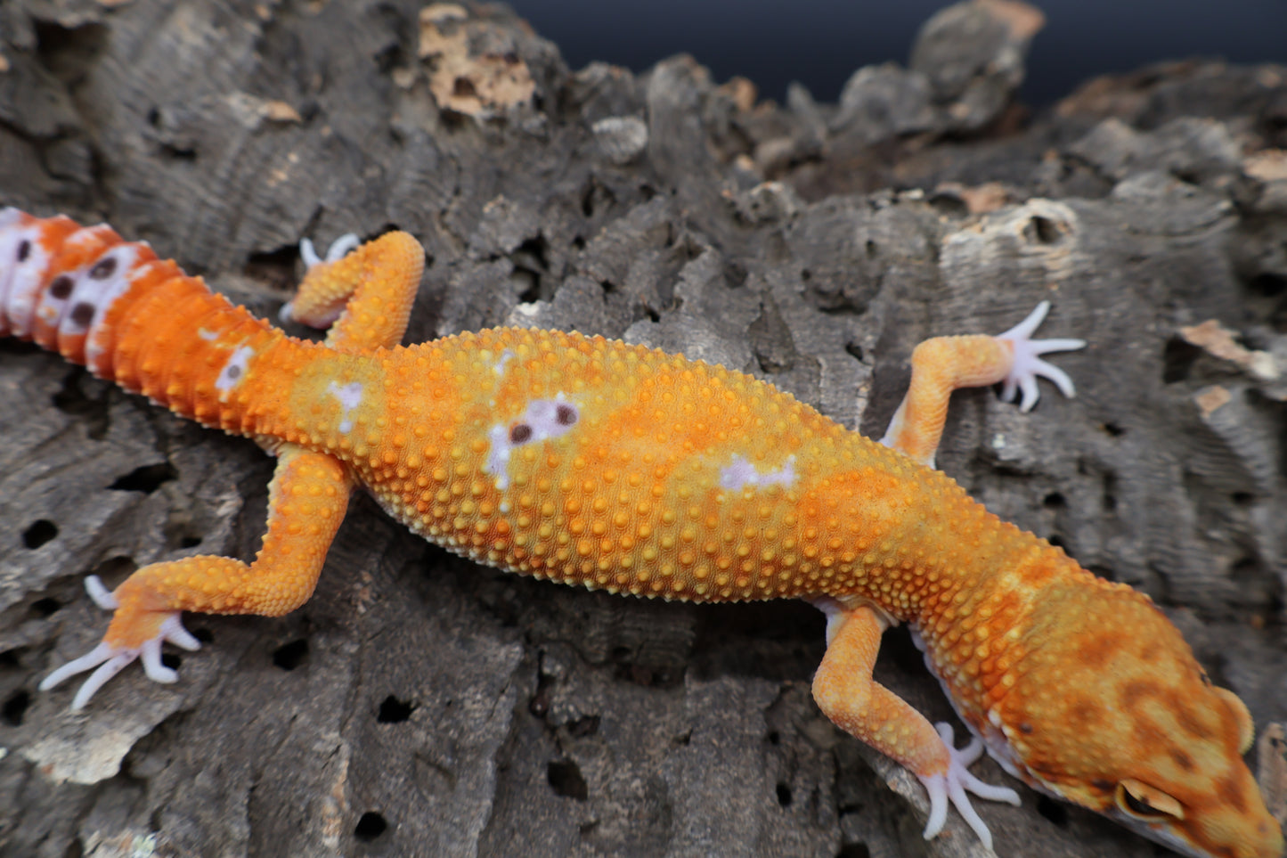 Male Clown White Spot