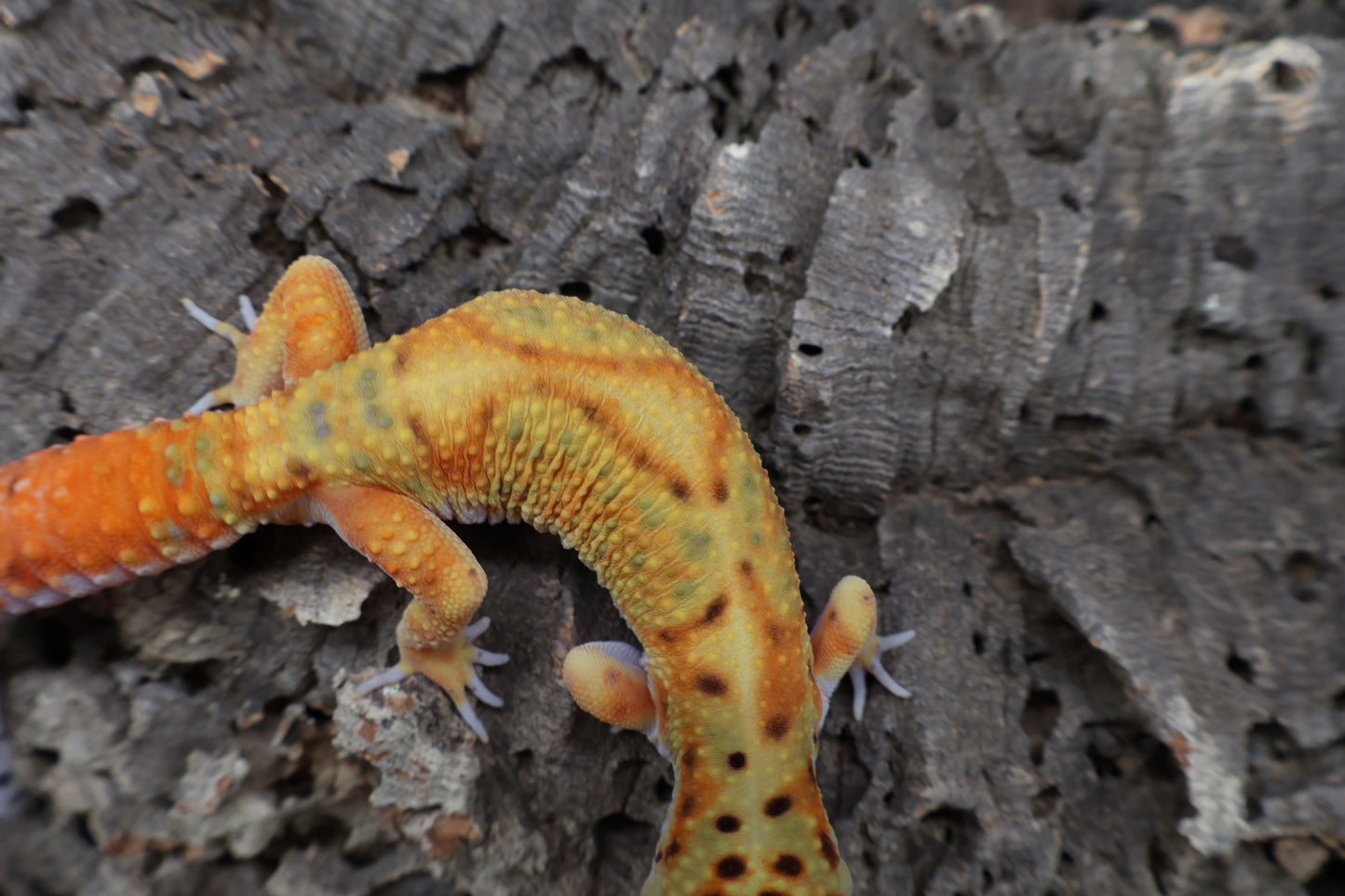 Male Clown Blood Emerine