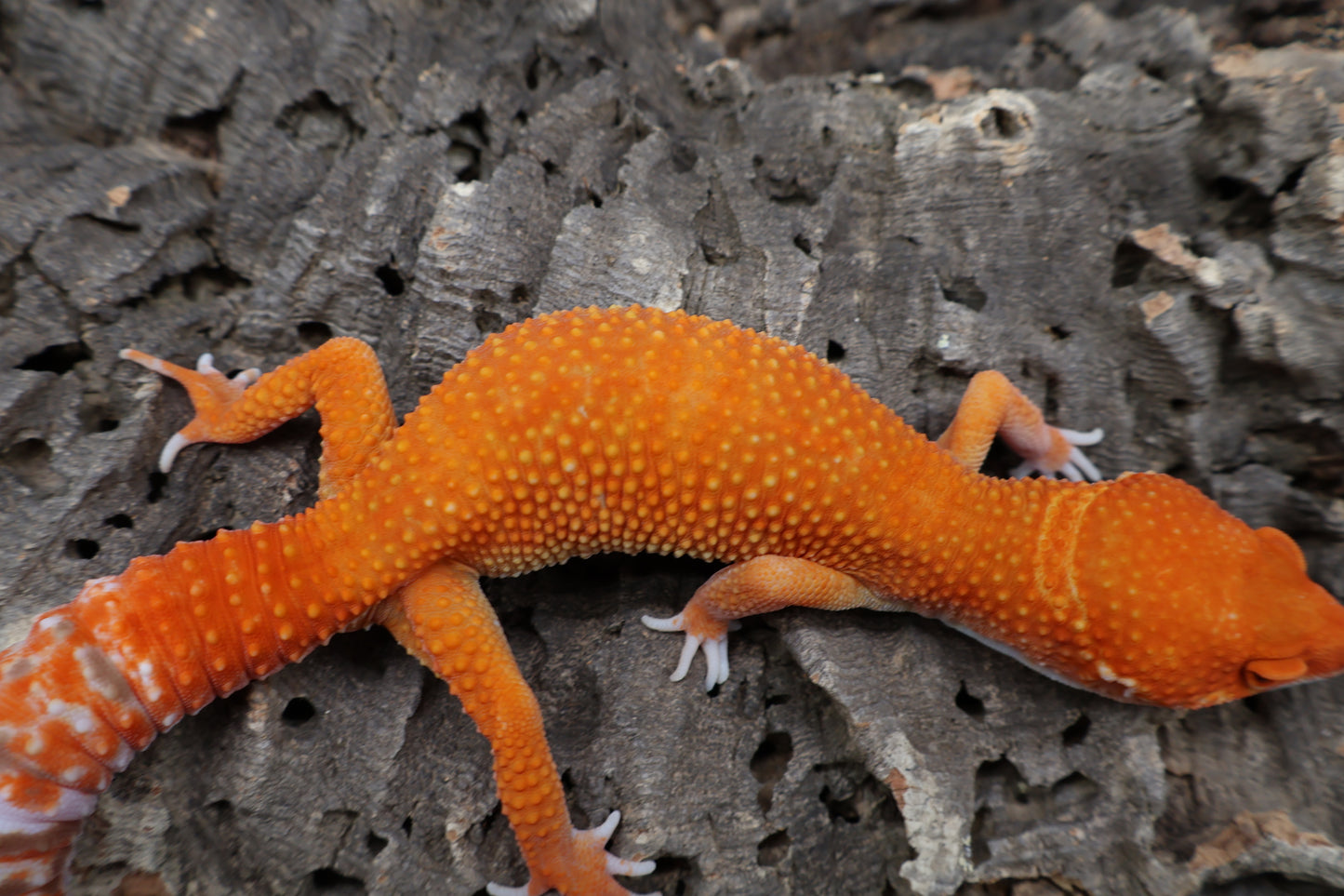 Male Mandarin Inferno White Lip Tremper Albino