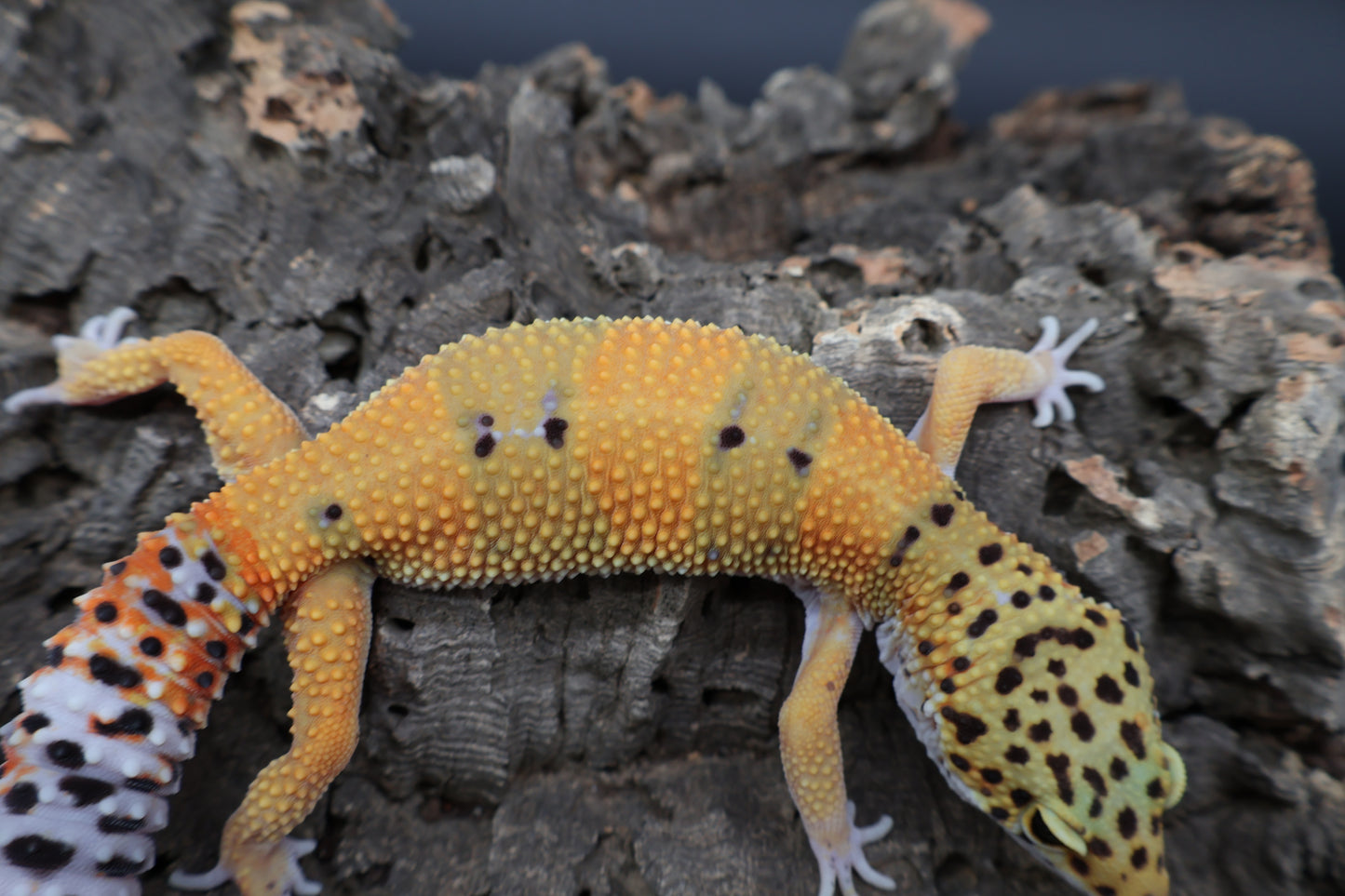 Male Tangerine Emerine 100% het Cipher