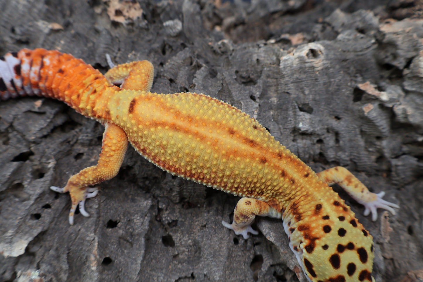 Male Clown Blood Red Strip Emerine