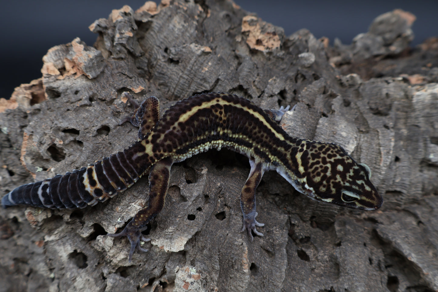 Male 75% Black Night 25% Afghanicus (A-Tier) (small for age) - FREE SHIPPING