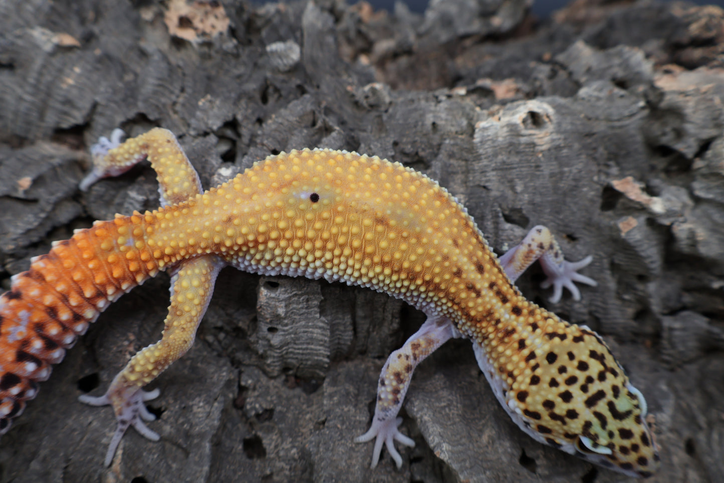 Female Tangerine Cipher (solid black eyes)