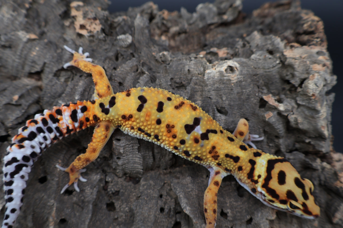 Male Mandarin Tangerine Bold Emerine Jungle