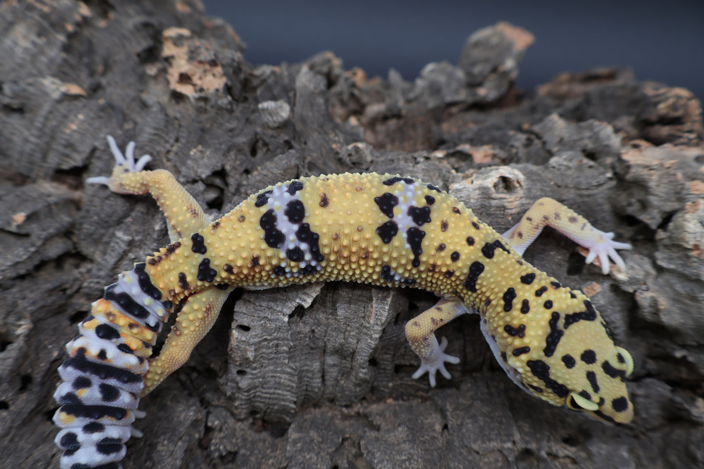 100% het Cipher (looking female)