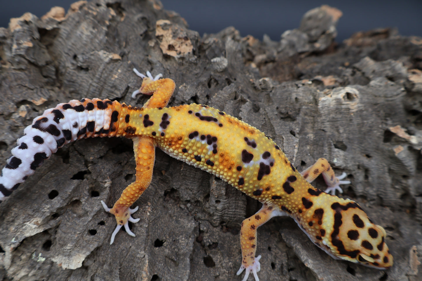 Male Mandarin Tangerine Bold