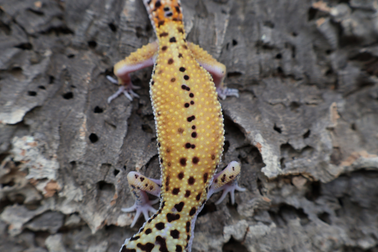 Male Tangerine Cipher (solid black eyes)