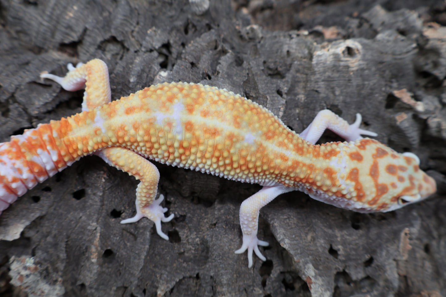 Male Tangerine White & Yellow 100% het RADAR