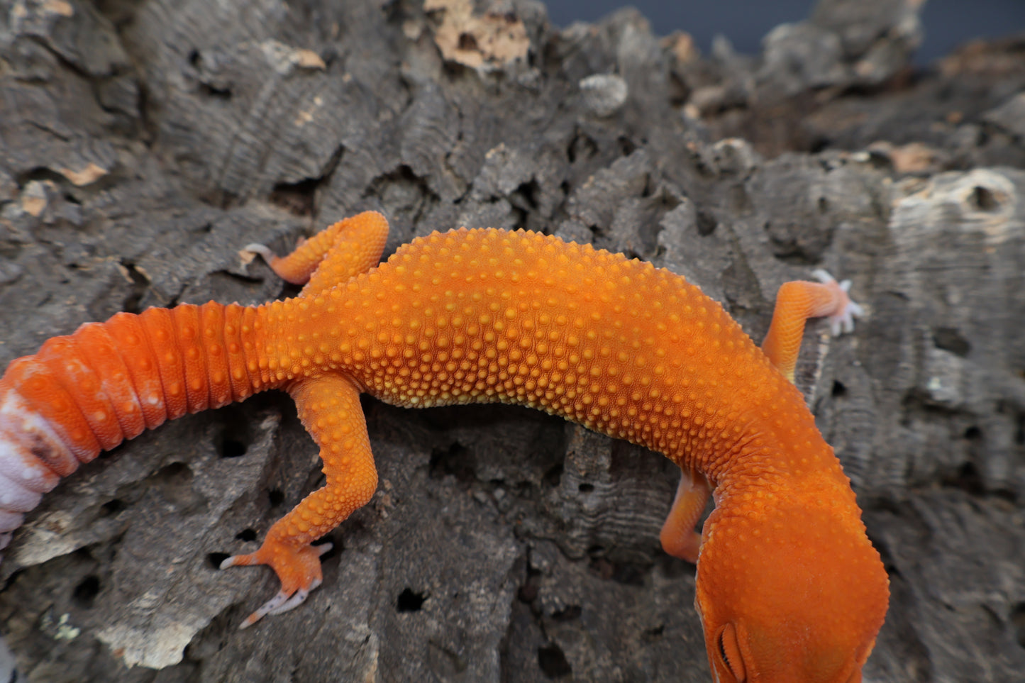 Female Mandarin Inferno Super Hypo