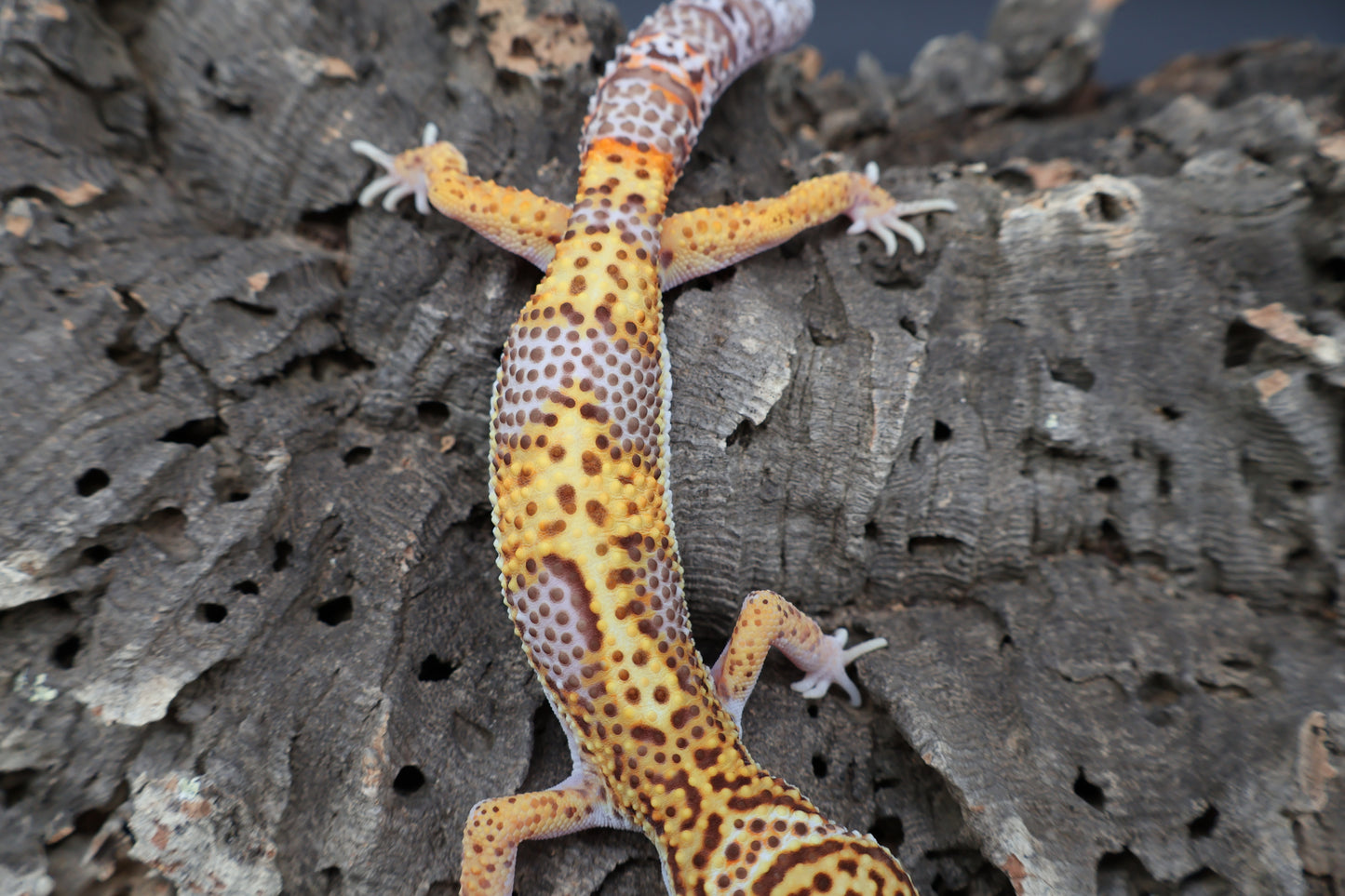 Male Tangerine Bell Albino Lavender pos. White & Yellow 100% het Eclipse
