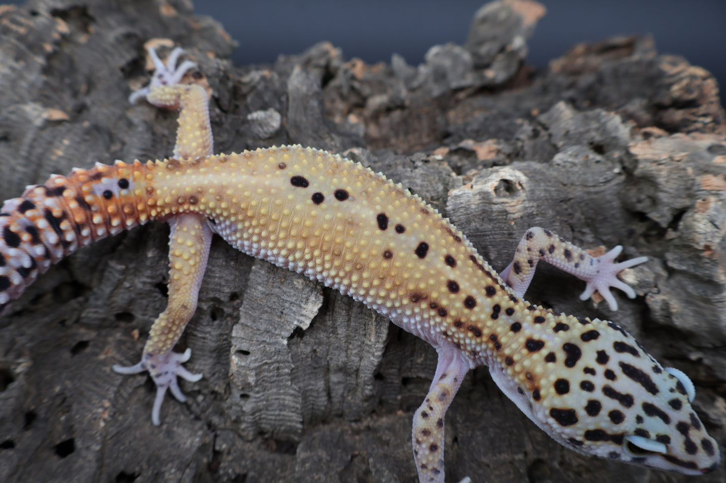 Male Cipher (solid black eyes)