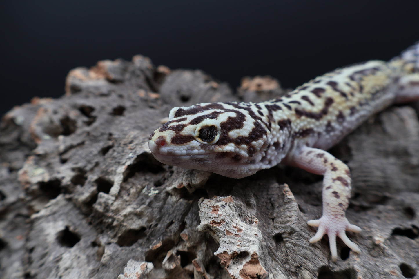 Male Hyper Xanthic Halloween Mask Bandit pos. W&Y (pet; one kink eyelid)