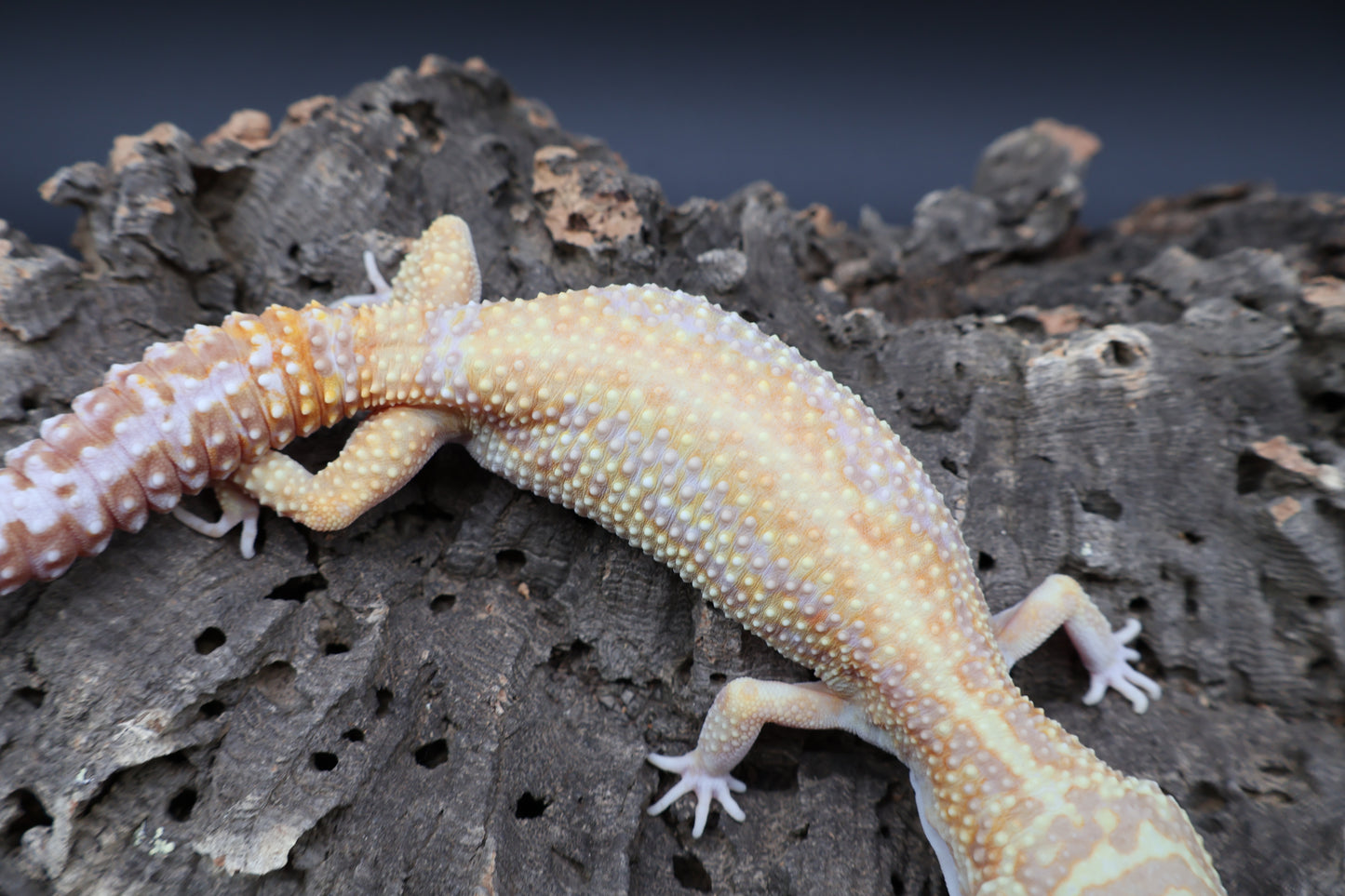 Female Red Diamond Tremper Albino Halloween Mask Bandit