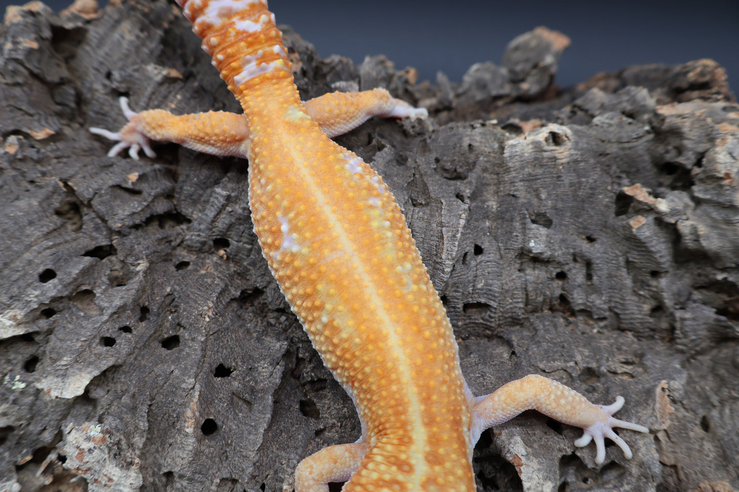 Male Mandarin Inferno Red Stripe W&Y Tremper Albino