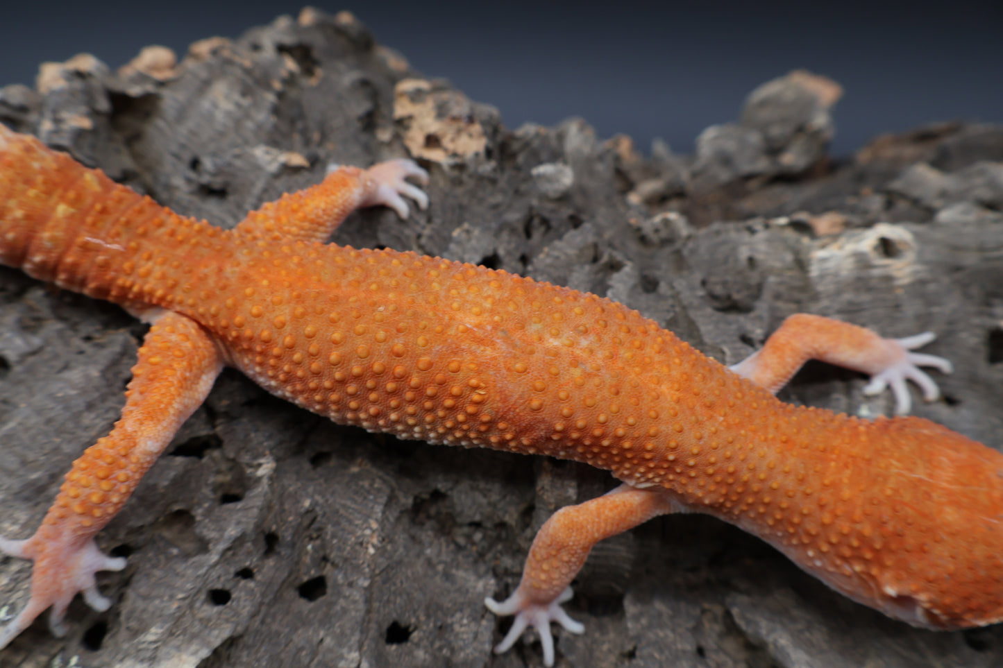 Male Tangerine Tornado (high-end proven breeder)