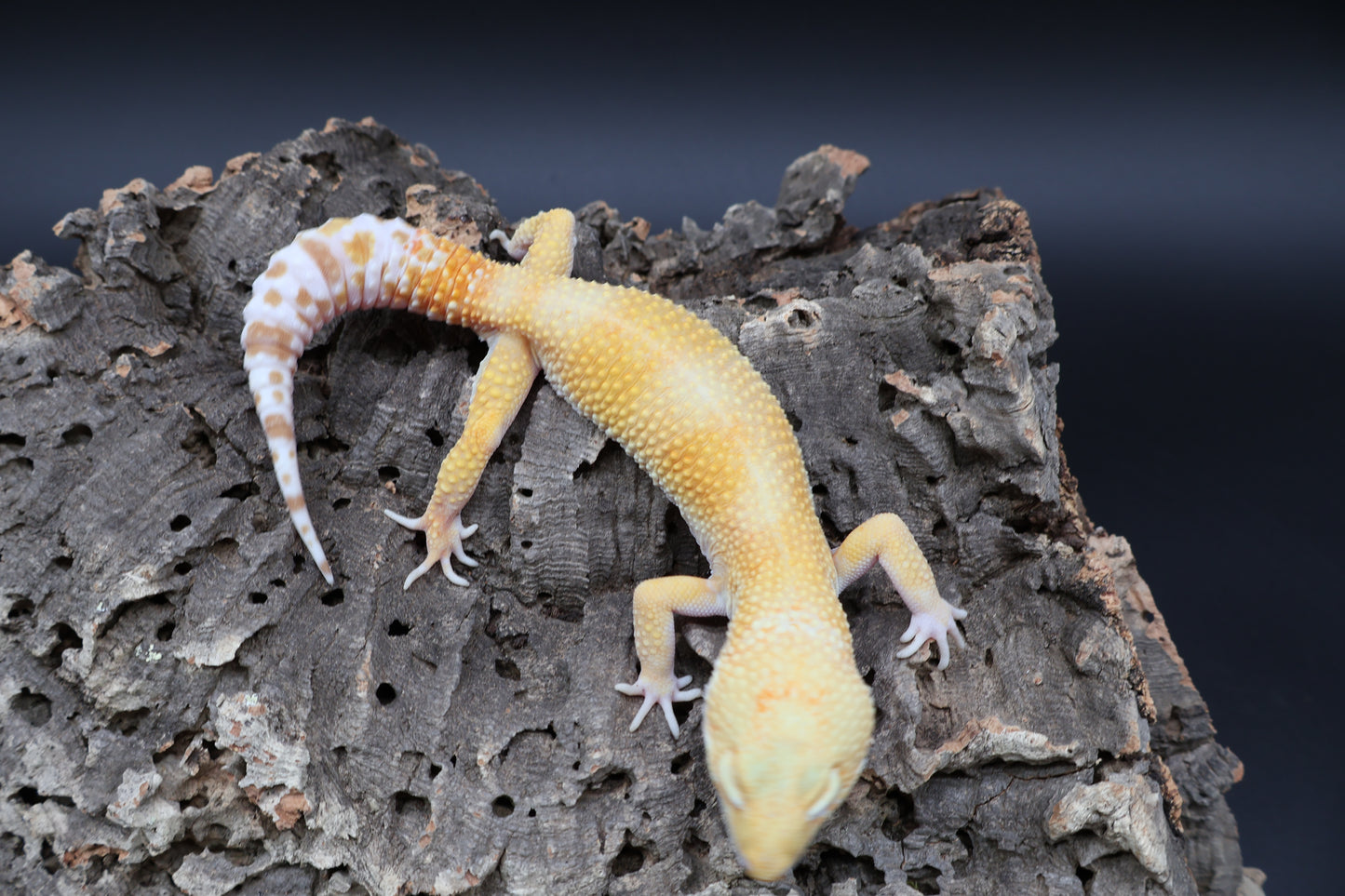 Male Mandarin Inferno Hyper Xanthic Bold Tremper Albino pos. W&Y