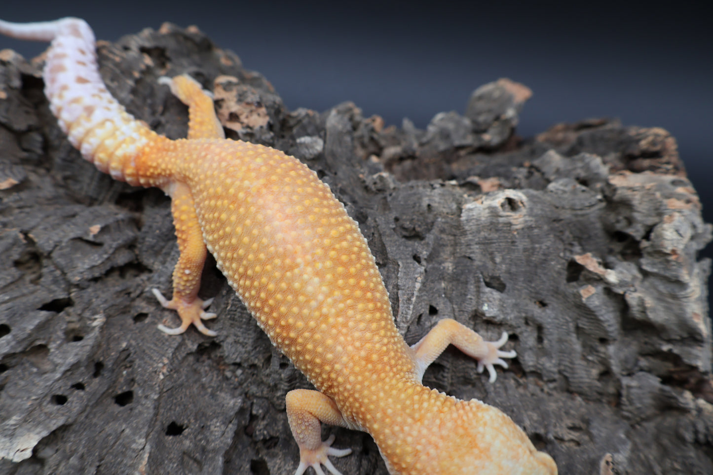 Female Mandarin Bold Super Hypo Tremper Albino (ovulating)