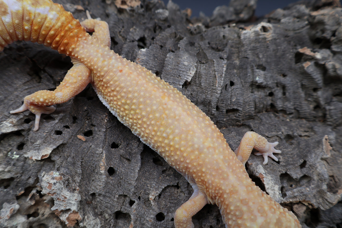 Female Inferno Tremper Albino (ovulating)