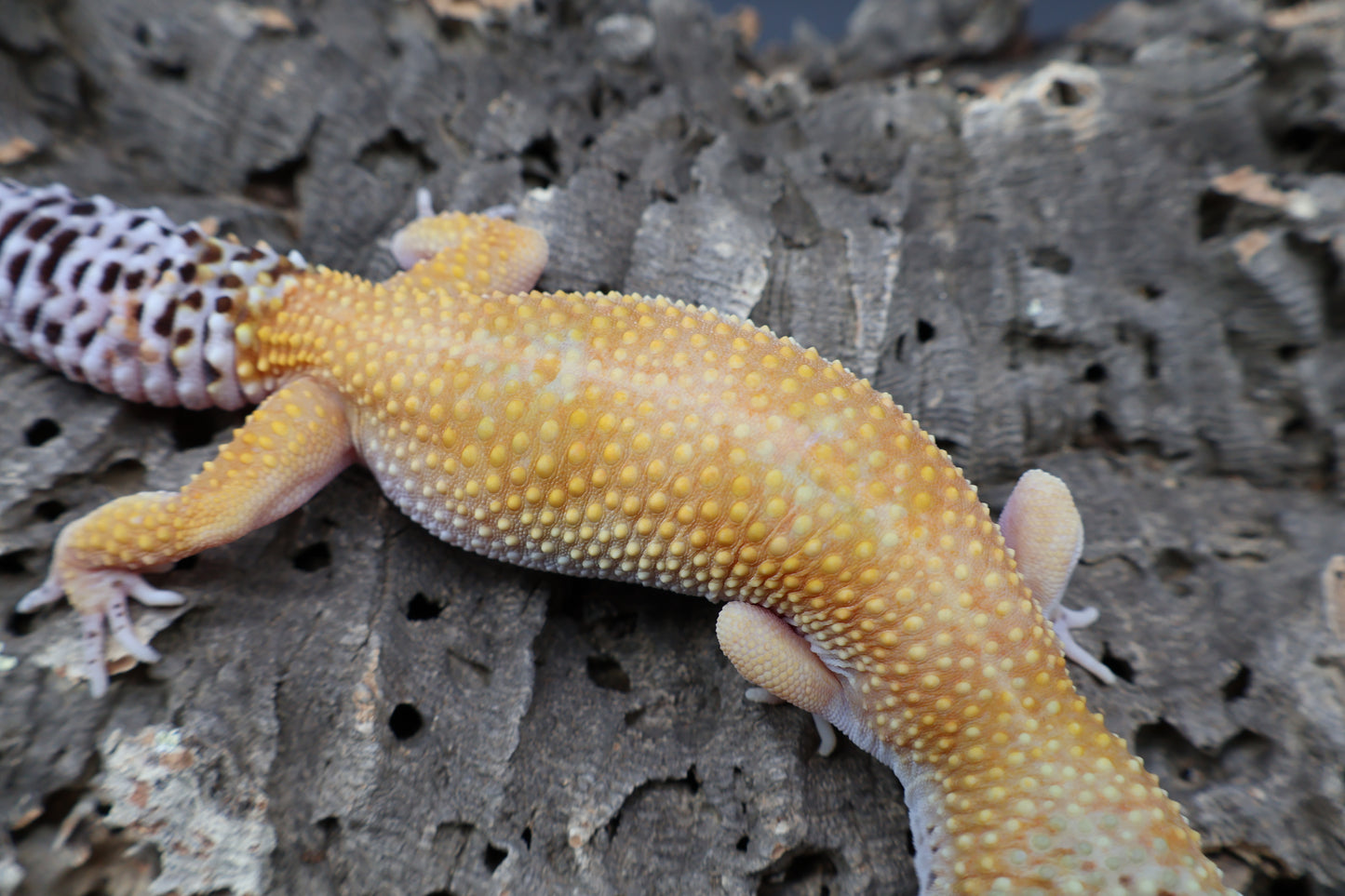 Female 50% Mandarin 50% Fasciolatus (short tail)