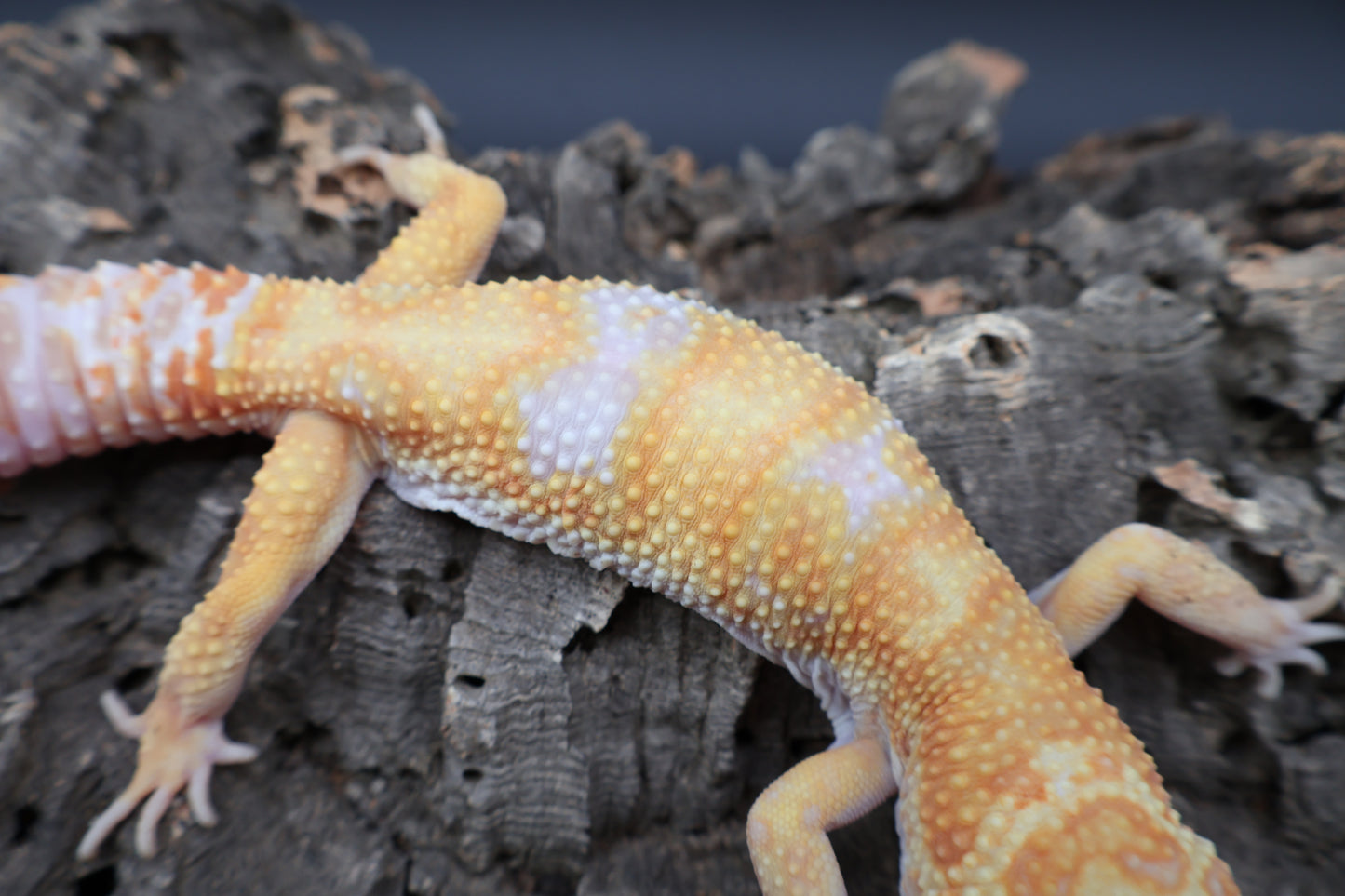 Male Mandarin Inferno Red Diamond Tremper Albino Bandit pos. W&Y