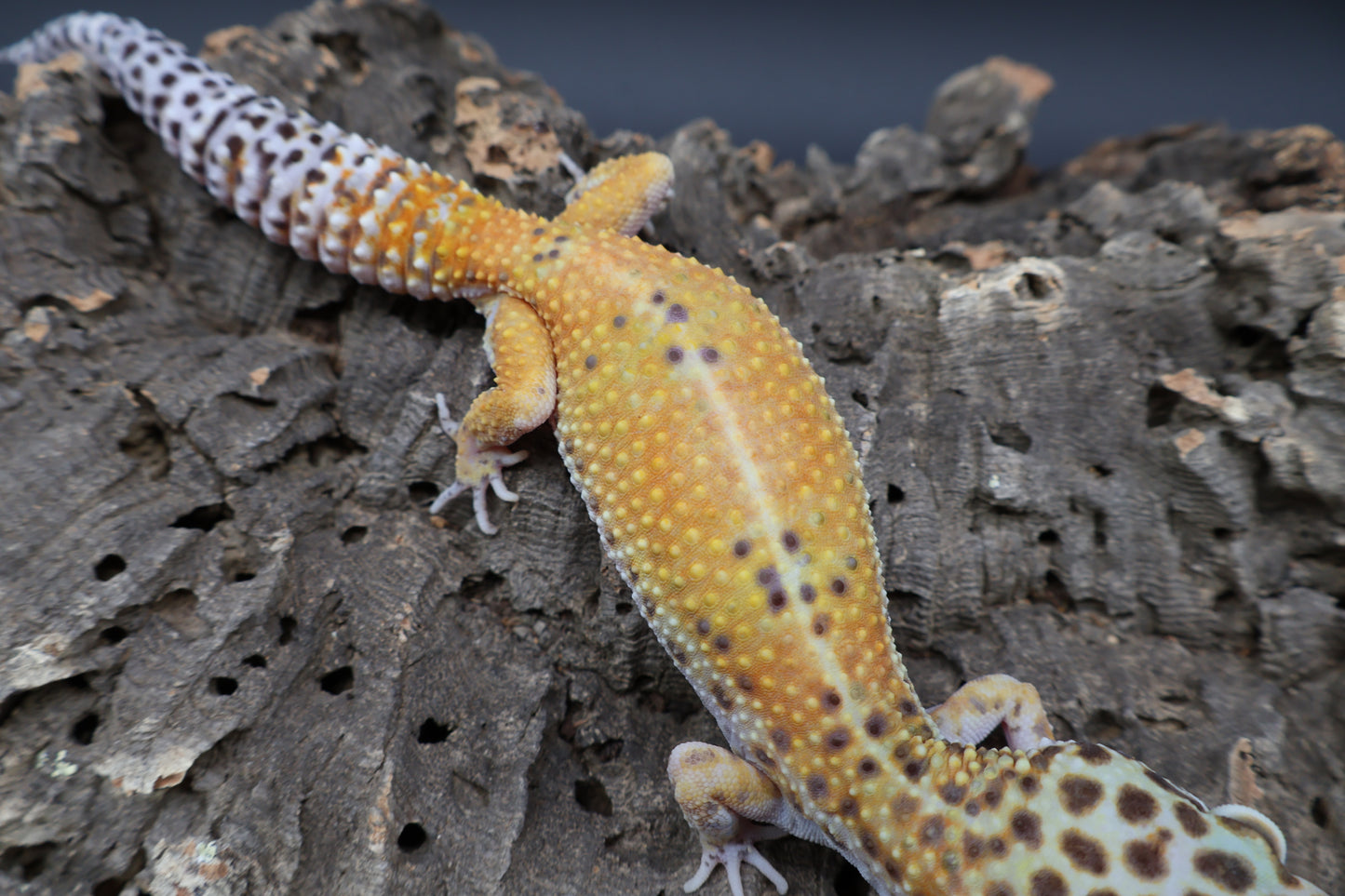 Female Clown Blood Emerine (ovulating)