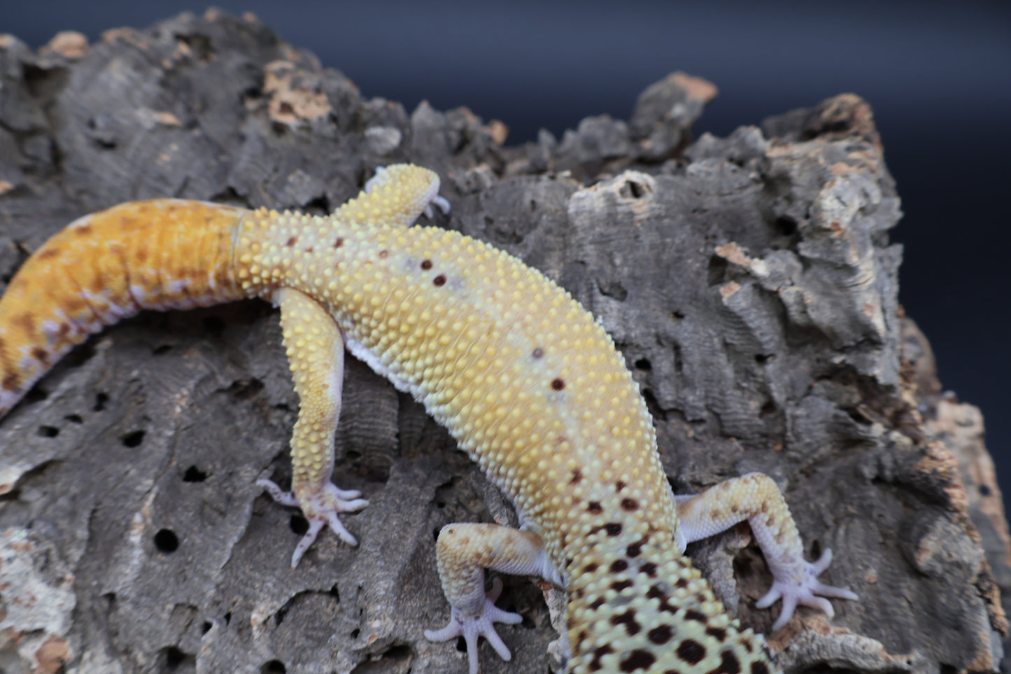 Male Tangerine Cipher Proven Breed Regen Tail (solid black eyes)