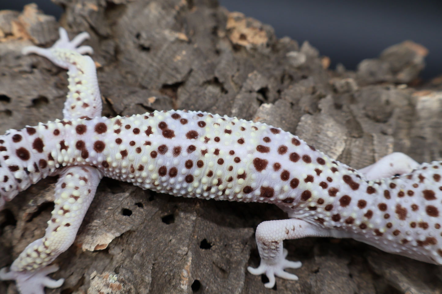 Male Fasciolatus Mack Snow