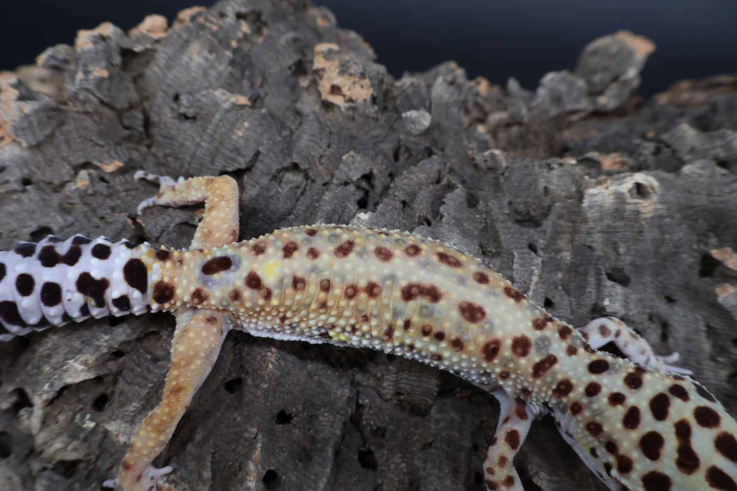 Female Inferno Bold Emerine (ovulating)