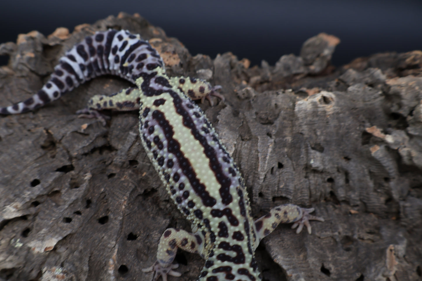Female 50% Black Night 25% Afghanicus 25% Turcmenicus