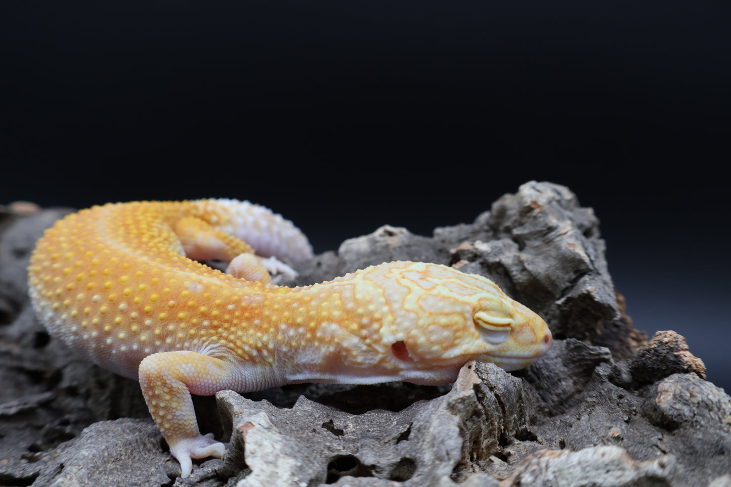 Female Red Diamond