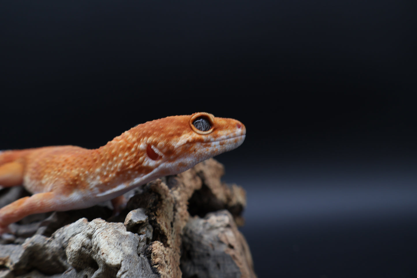 Male Mandarin Inferno Super Hypo (fire line)