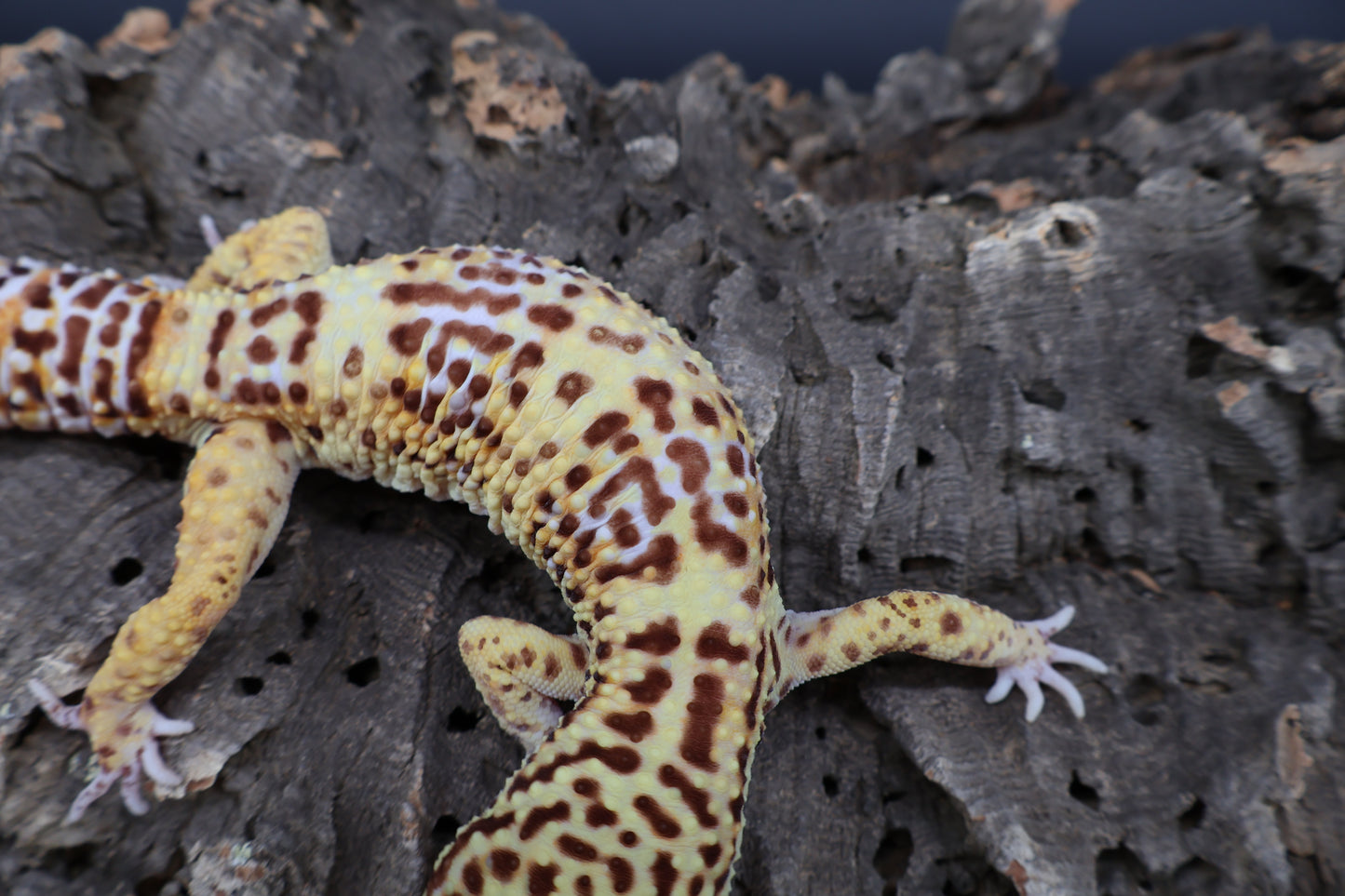 Male Bell Albino 100% het Eclipse