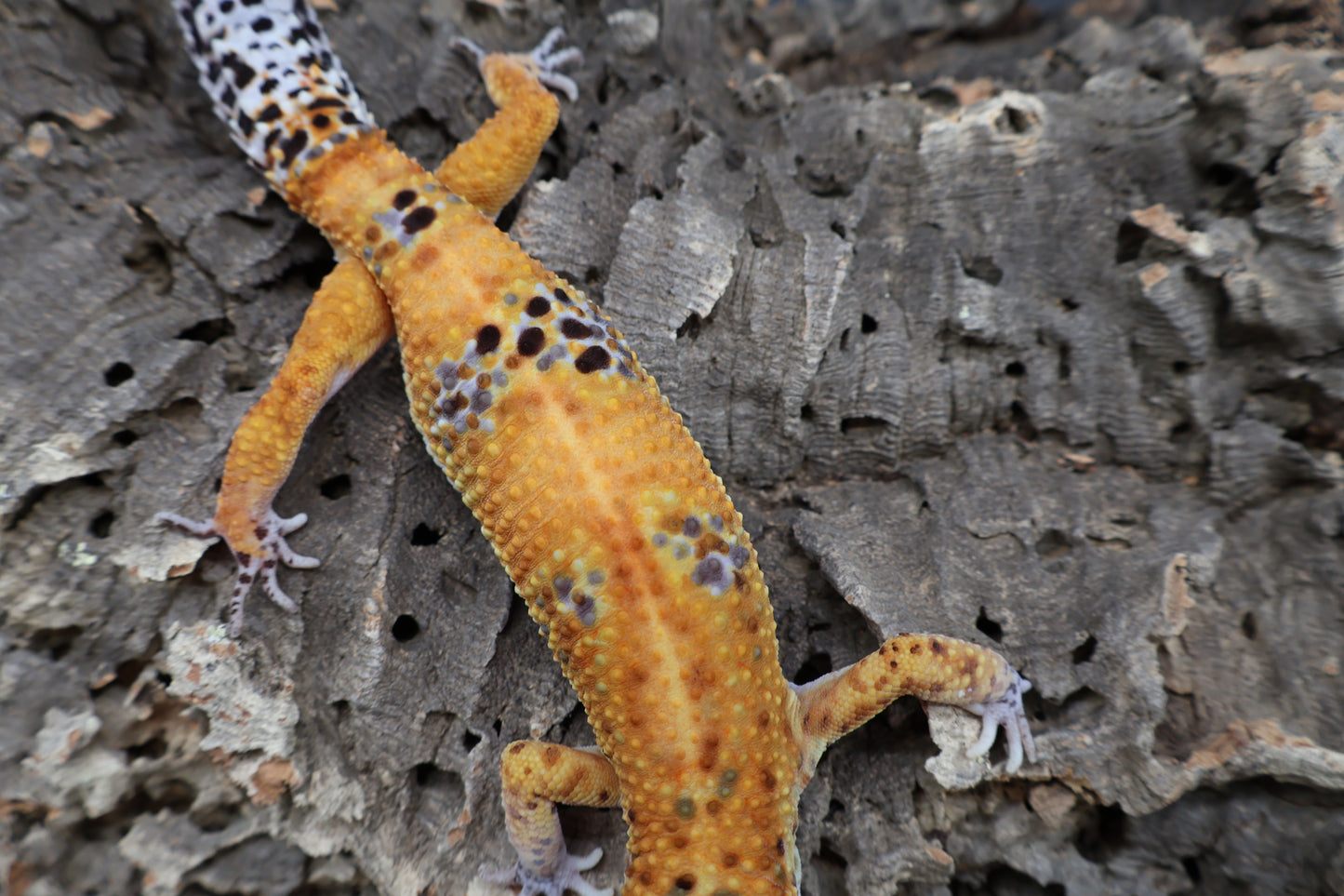 Male Tangerine Red Stripe Emerine