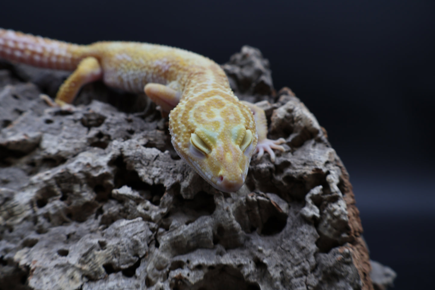 Female Tangerine Tremper Albino (10")