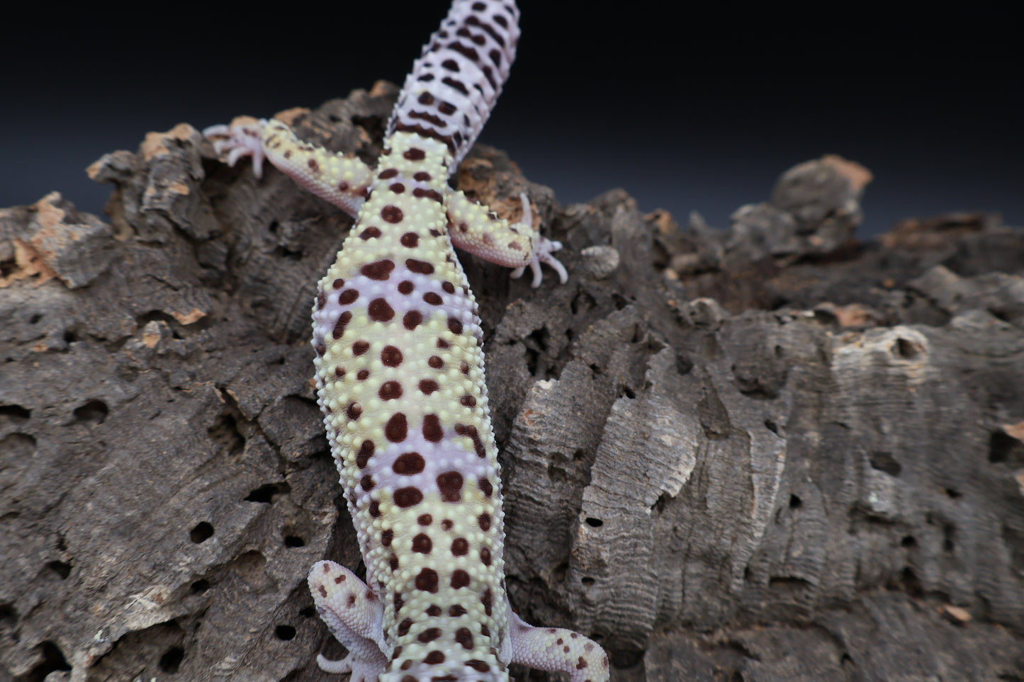 Female 50% Fasciolatus 25% Macularius 25% Turcmenicus