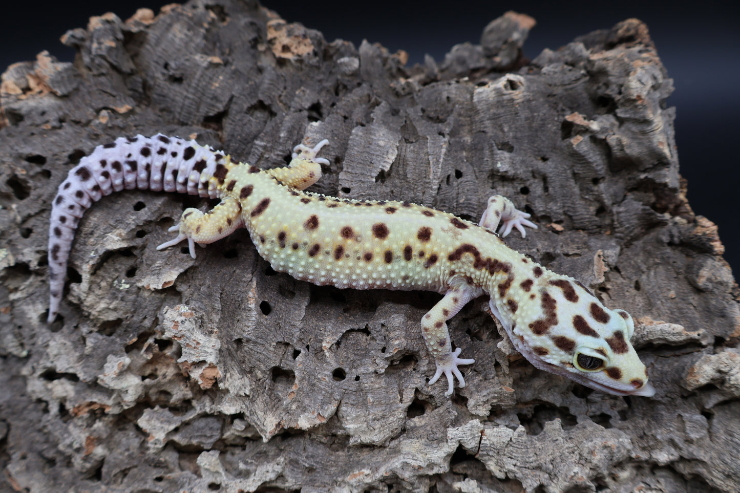Female Hyper Xantic Bold Stripe pos. W&Y (ovulating)