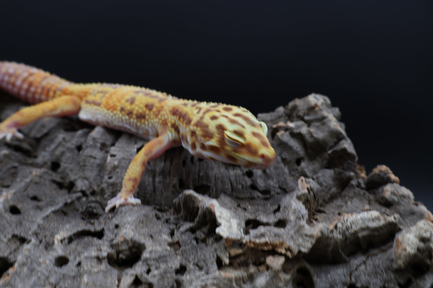 Female Super Giant Blood Bell 100% het Eclipse