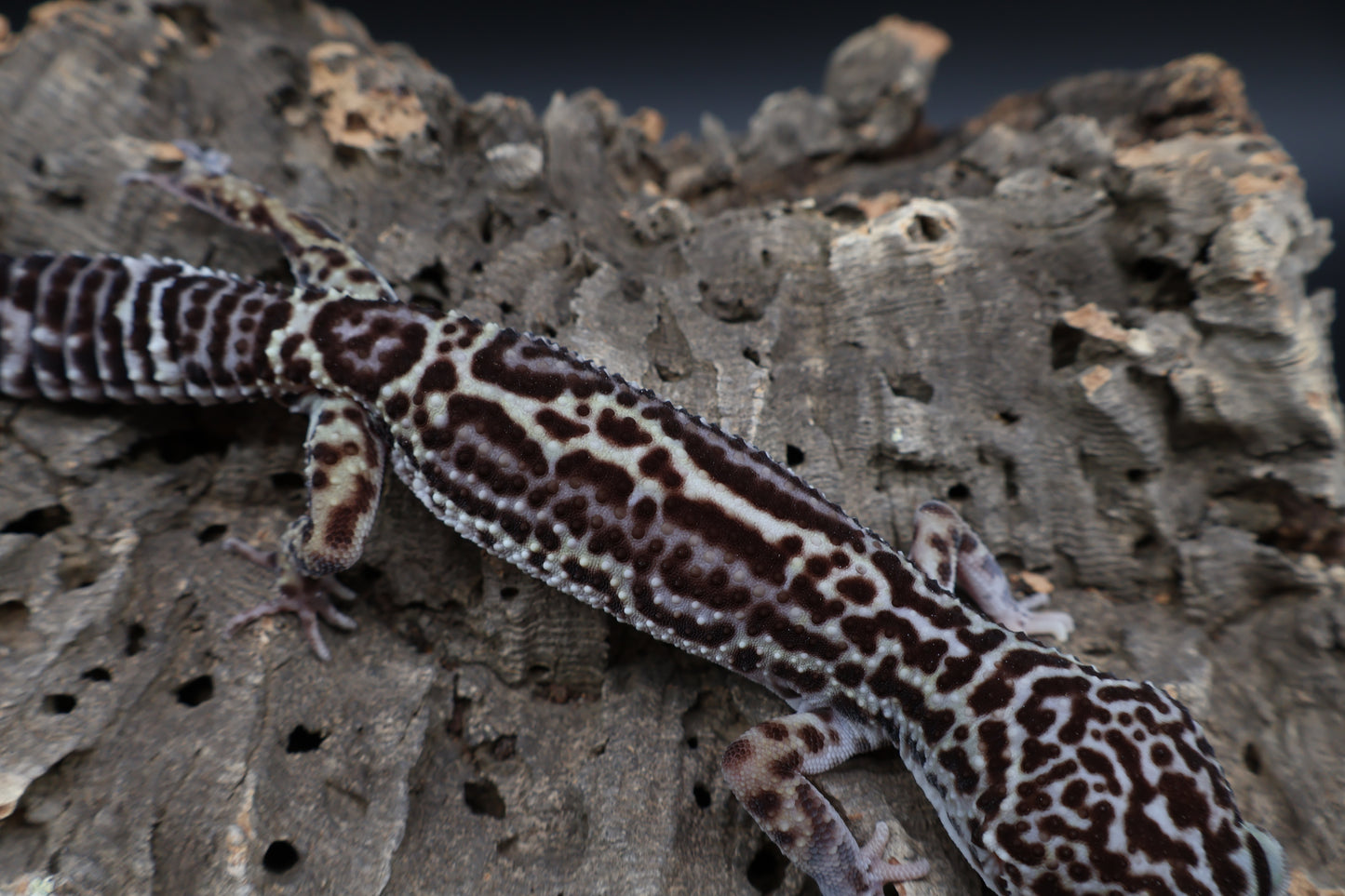 Male Black Night Mack Snow (B-Tier)(small for age; see note)