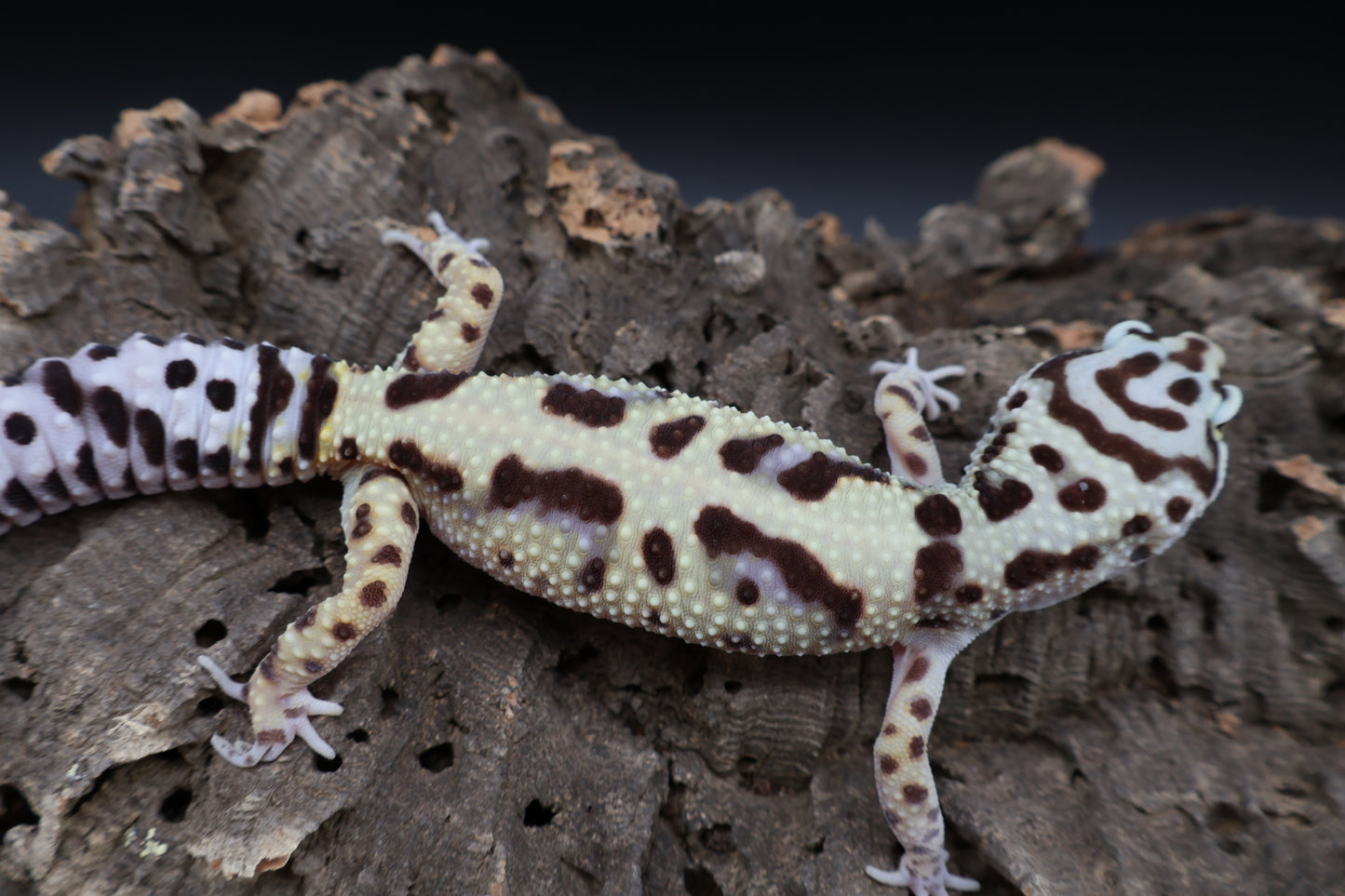 Female Hyper Xantic Bold Jungle pos. W&Y (tiny wavy tail tip)