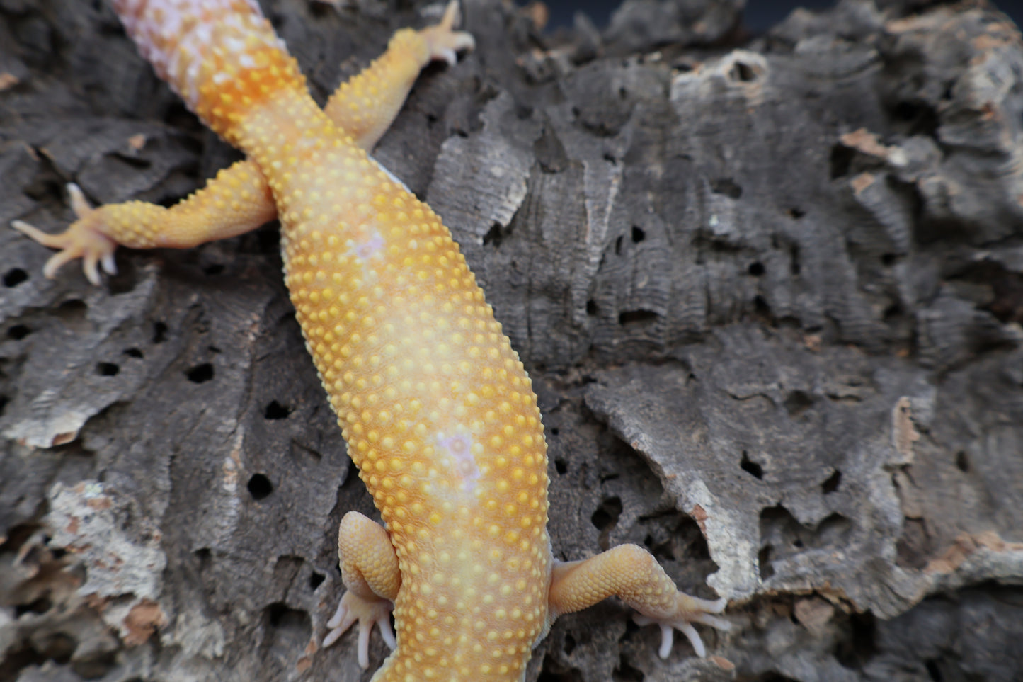 Female Blood Bold Tremper Albino