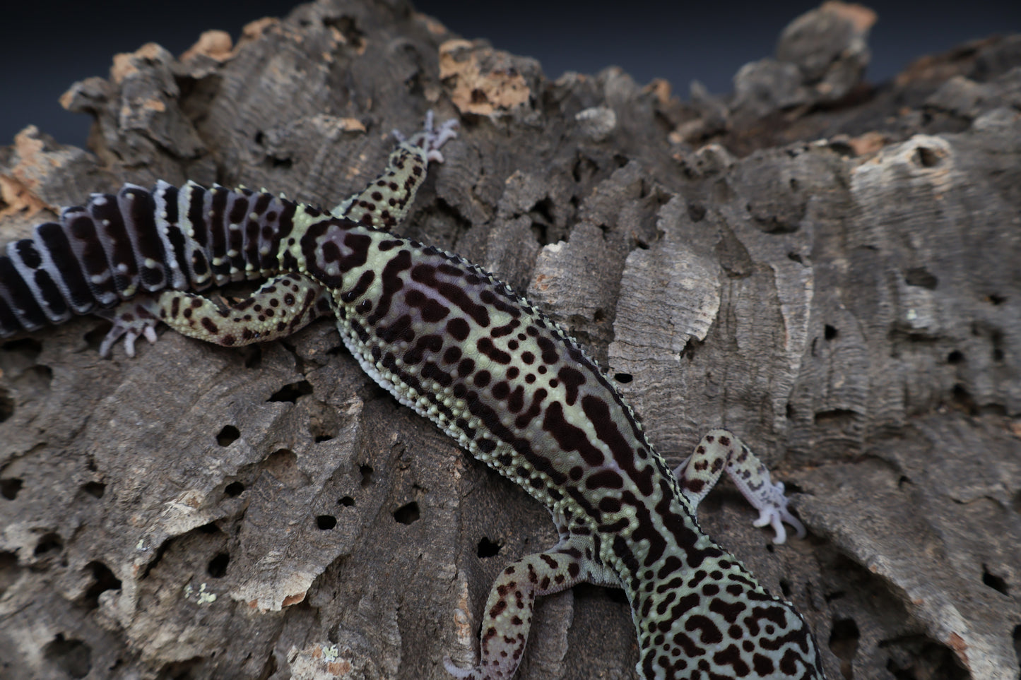 Female 50% Black Night 25% Afghanicus 25% Turcmenicus (jumpy)