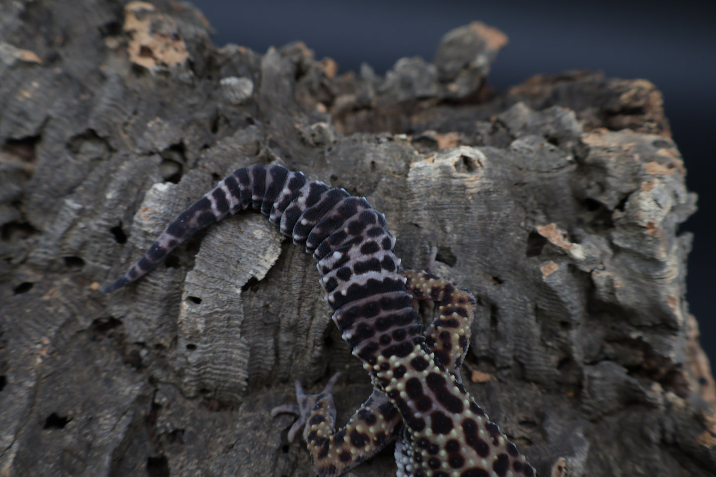 Female 50% Black Night 25% Afghanicus 25% Turcmenics (ovulating; small wavy tail)
